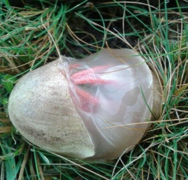       .   (Clathrus archeri) - ...