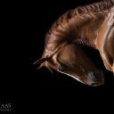 ���� �����, ������ �������� - ��������� 20 ������� 2016 � ������ �������