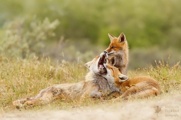       (Roeselien Raimond) - 7