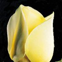 ���� Andrei, �������, 60 ��� - ��������� 13 ������ 2015 � ������ �����ۻ