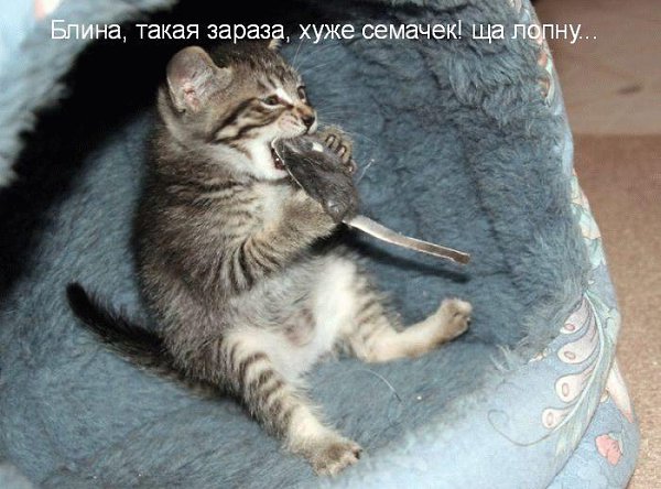 �������� �������� - 2 ������ 2016 � 17:04