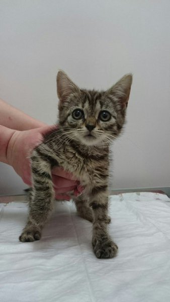 ÄÐÓÇÜß!!! ÅÙ¨ ÄÂÎÅ ÍÀØÈÕ ÌÀËÛØÅÉ ÃÎÒÎÂÛ Ê ÂÛÏÈÑÊÅ!!! ÌÛØÊÀ È ÑÅÐÛÉ:)) ÈÌ ÏÎ 2,5 ÌÅÑßÖÀ!!! ËÀÑÊÎÂÛÅ È ... - 2