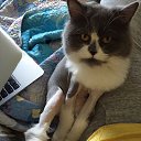 ���� �*�*�*, ����������� - ��������� 3 ������ 2016 � ������ ���� ����������