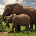 ���� Aleks, ����� ������� - ��������� 13 ������� 2015 � ������ �Elephants�