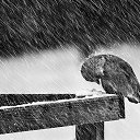  , -, 66  -  10  2016    