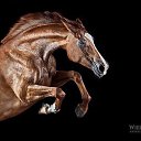 ���� �����, ������ �������� - ��������� 20 ������� 2016 � ������ �������