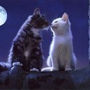 ���� �����, ������ - ��������� 22 ������ 2015 � ������ ���� ����������