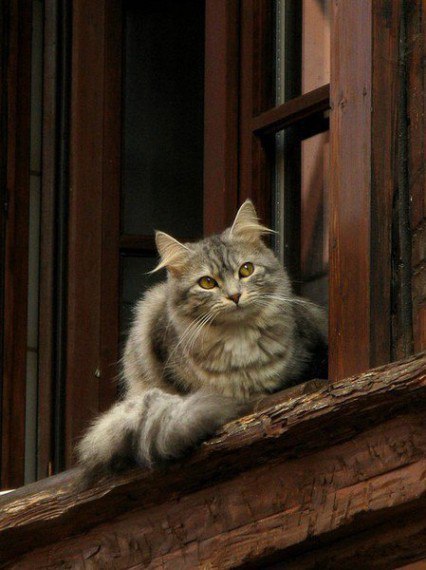 ВЗГЛЯД.Был старый дом икошка в нёмСмотрела часто изокошка,Когда я мимо шёлденькомСреди ...