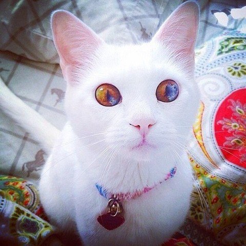 �������� �������� - 11 ������� 2015 � 15:52