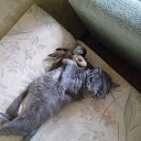  , , 59  -  1  2015     ޻