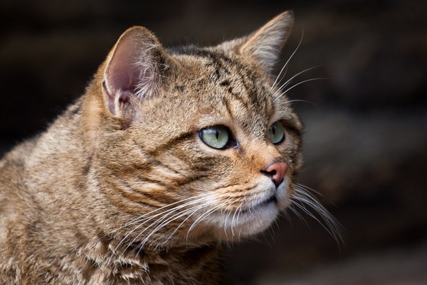 ������ �����. ������ ����� (���. Felis silvestris), ����� ���������� �����, � ����� ����������� ... - 5