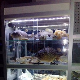 ���� �������, ��������, 63 ���� - ��������� 20 ������ 2015