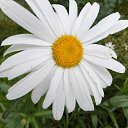 ���� ����, �������, 65 ��� - ��������� 2 ������� 2015 � ������ ���� ����������