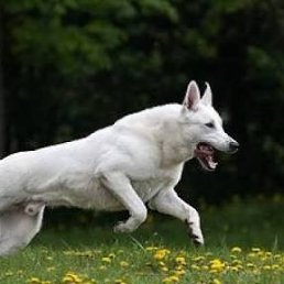 Dog, ������, 29 ���