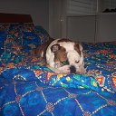 ������ ������ �� ������� ���� �������