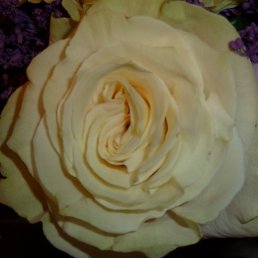 �������, �����������