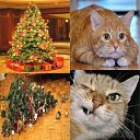 ���� ������, ������������, 66 ��� - ��������� 3 ������ 2016 � ������ ������ ��������