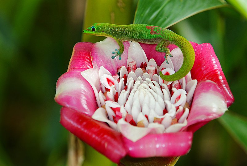   Etlingera venusta ( )