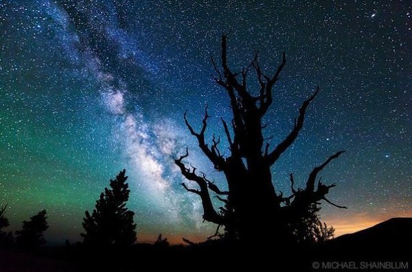 Самые старые деревья на планете. Национальный парк Грейт-Бейсин (Great Basin National Park), Невада, ...