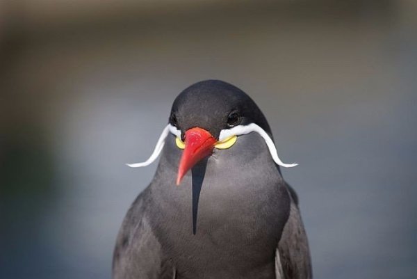 ��� ����� - ������-���� (���. Larosterna inca)