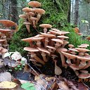 ���� Maslenitsa, ������, 54 ���� - ��������� 5 ������� 2015 � ������ ���� ����������