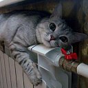 ���� �����, ������, 46 ��� - ��������� 24 ������ 2015 � ������ ���� ����������