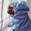 ���� �����, ���������, 39 ��� - ��������� 29 �������� 2015 � ������ ������ ��������