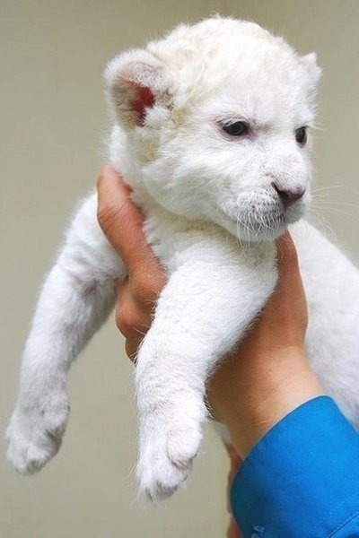 Животные-альбиносы.Альбинизм (лат. albus — белый) — врождённое отсутствие пигмента меланина, который ... - 3