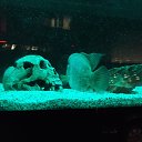 ���� ��������, ʸ��� - ��������� 11 ������� 2016 � ������ ������ ��������