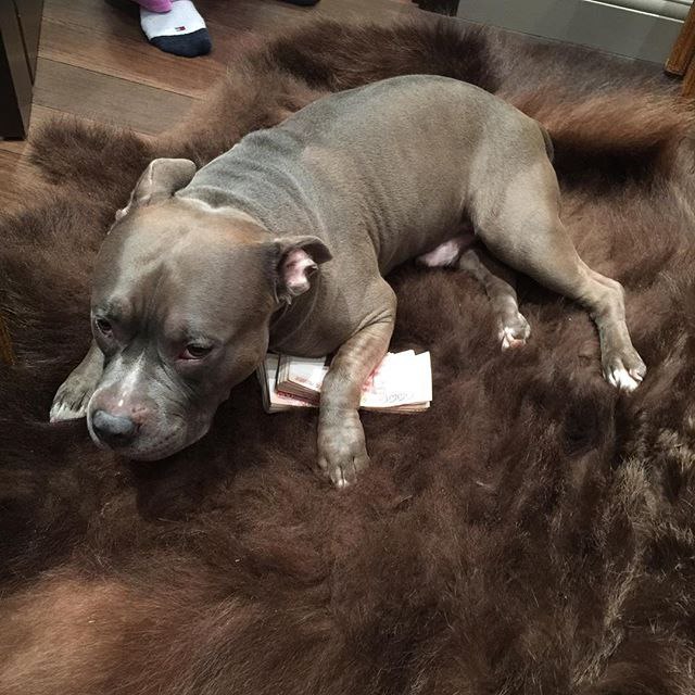      ! # #americanbully #bestbreedever # # ...