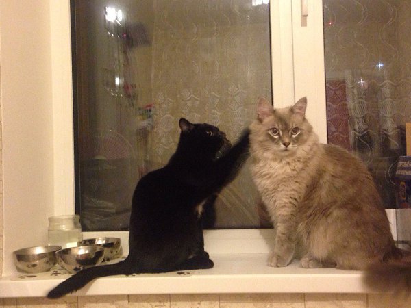 Это два моих наглых котаЧёрный котик это батоша. Его я нашла в подъезде 2 года назад. У него были ...