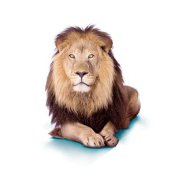 ����, 58 ���, �����