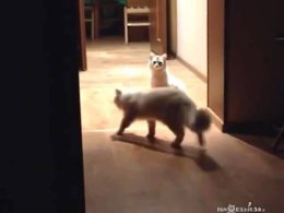 ��� ����� ������ � �����