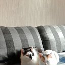 ���� ���������, ��������, 80 ��� - ��������� 12 ������� 2015 � ������ ������ ��������