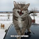 ���� Buddy, ������, 48 ��� - ��������� 7 ������� 2015 � ������ ������ ��������