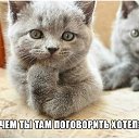 ���� �����, ����������, 62 ���� - ��������� 27 ������� 2015 � ������ ���� ����������