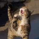 ���� �����, ���������, 46 ��� - ��������� 1 ����� 2016 � ������ ���� ����������