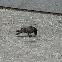 ���� ������, ������� ��������, 58 ��� - ��������� 19 ������ 2015 � ������ ���� ����������