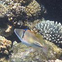 ���� ������, ��������, 61 ��� - ��������� 29 ������� 2015 � ������ ���������� ���
