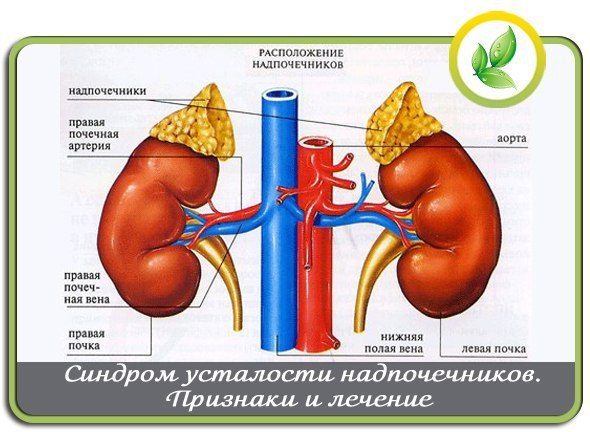 Проведение УЗИ почек и надпочечников