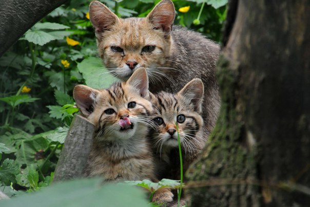 ������ �����. ������ ����� (���. Felis silvestris), ����� ���������� �����, � ����� ����������� ... - 6