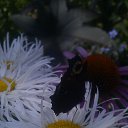 ���� �����, �����, 55 ��� - ��������� 29 �������� 2015 � ������ ���� ����������