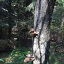 ����� �� ������� ������ 2015�