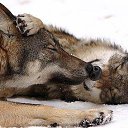 ���� Kolya, ����, 52 ���� - ��������� 1 ������� 2015 � ������ ������ ��������