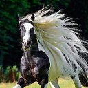 ���� Aleks, ����� ������� - ��������� 12 ������� 2015 � ������ �HORSES�
