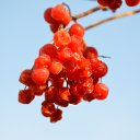 ���� ������, ��������, 62 ���� - ��������� 21 ������ 2015 � ������ ���� ����������