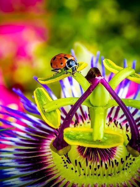 �����, ������� �� ��������, ������� �������, �������� �� ����� �� ������ ����� �����. � ������� ... - 3