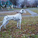 ��� (��� ��) �� ������� ���� ����������