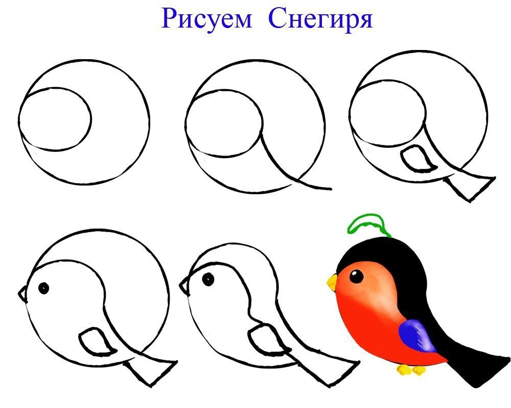 Урок рисования 3. Последовательное рисование для детей. Схема рисования птицы. Поэтапное рисование птиц для детей. Как нарисовать снегиря поэтапно.