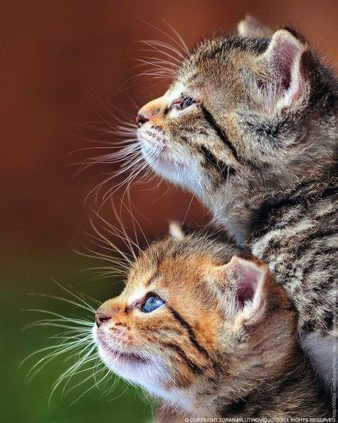 ...чтобы мамочка всегда была рядом - 8